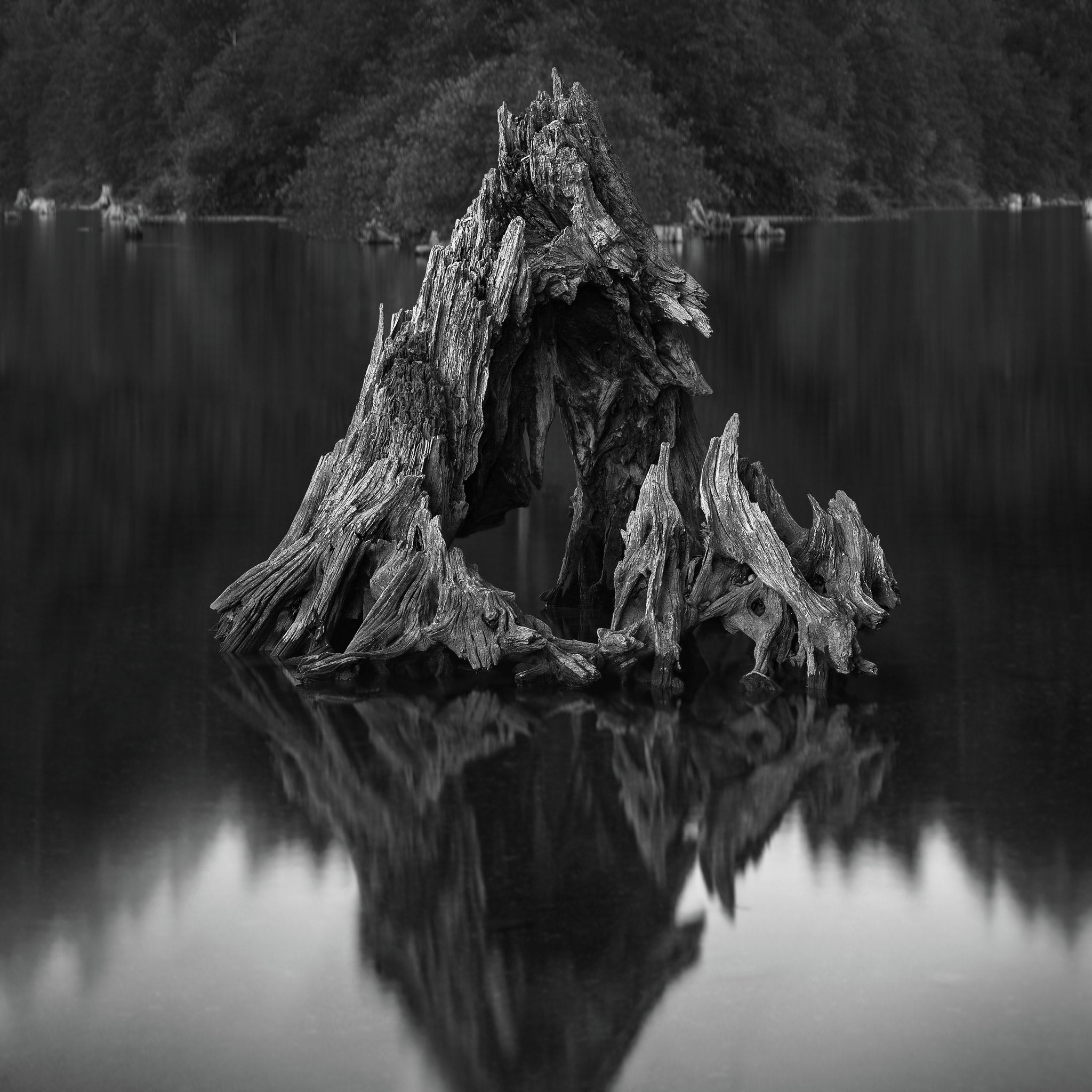 Vestige Ornamental - Rattlesnake Lake, WA