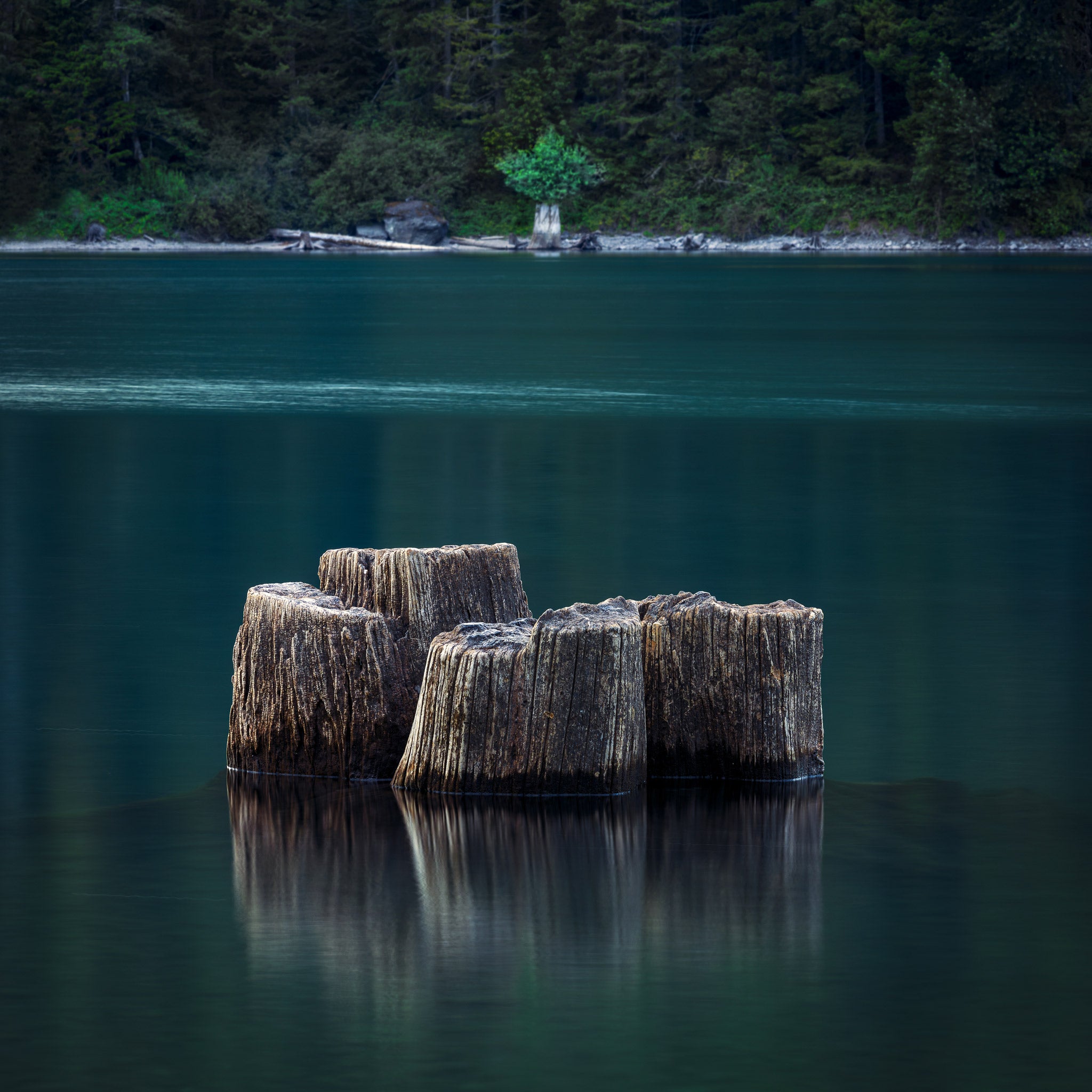 Tetra Sole - Rattlesnake Lake, WA